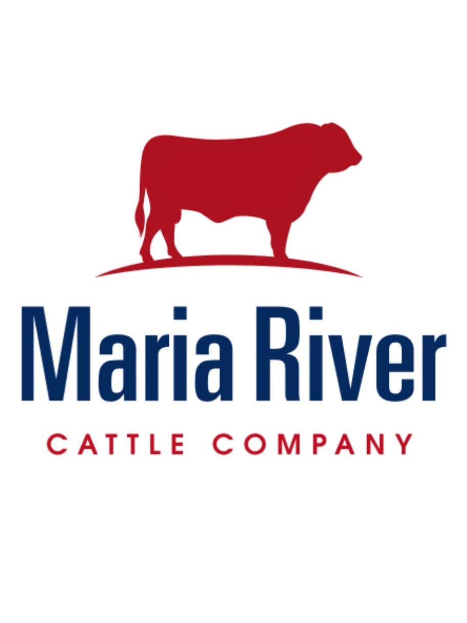 maria-river-cattle-2